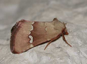 Haemerosia renalis Hb. adulte - Philippe Mothiron