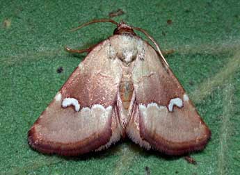 Haemerosia renalis Hb. adulte - Philippe Mothiron