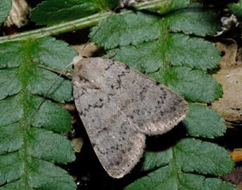 Hoplodrina respersa D. & S. adulte - ©Franois Spill