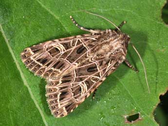 Sideridis reticulata Gze adulte - Philippe Mothiron