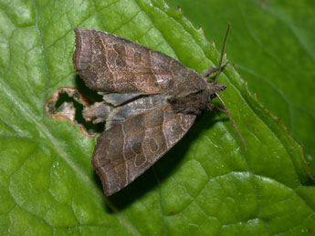 Ipimorpha retusa L. adulte - Philippe Mothiron