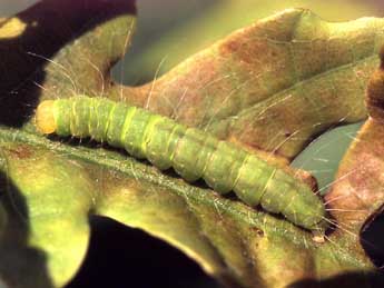  Chenille de Nycteola revayana Scop. - Serge Wambeke