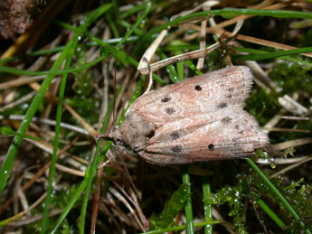 Nycteola revayana Scop. adulte - ©Philippe Mothiron