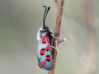 Zygaena rhadamanthus Esp. adulte - Jrme Barbut