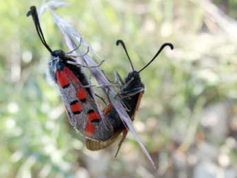 Zygaena rhadamanthus Esp. adulte - Jean-Pierre Arnaud