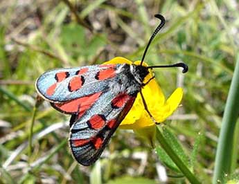 Zygaena rhadamanthus Esp. adulte - Jean-Pierre Arnaud