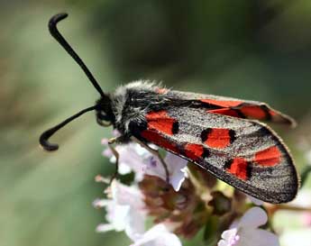 Zygaena rhadamanthus Esp. adulte - Daniel Morel