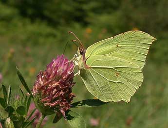 Gonepteryx rhamni L. adulte - ©Philippe Mothiron