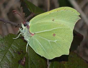 Gonepteryx rhamni L. adulte - Philippe Mothiron