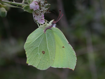 Gonepteryx rhamni L. adulte - ©Philippe Mothiron