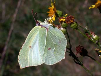 Gonepteryx rhamni L. adulte - ©Philippe Mothiron