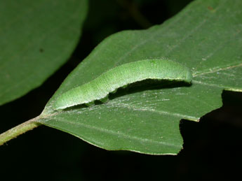  Chenille de Gonepteryx rhamni L. - ©Philippe Mothiron