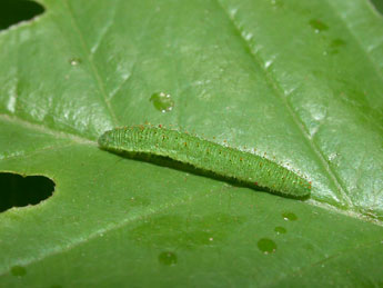  Chenille de Gonepteryx rhamni L. - Philippe Mothiron