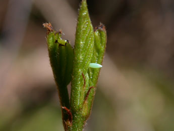  Oeuf de Gonepteryx rhamni L. - ©Philippe Mothiron