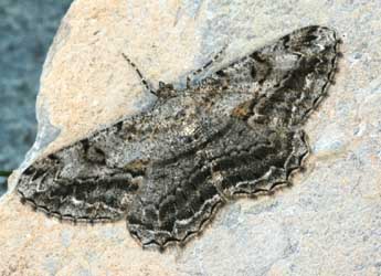 Peribatodes rhomboidaria D. & S. adulte - Daniel Morel