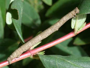  Chenille de Peribatodes rhomboidaria D. & S. - Serge Wambeke