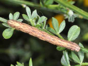  Chenille de Peribatodes rhomboidaria D. & S. - Philippe Mothiron