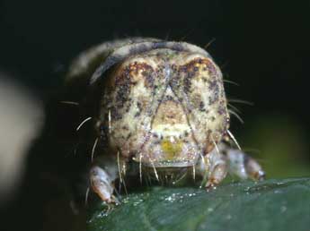  Chenille de Peribatodes rhomboidaria D. & S. - ©Serge Wambeke