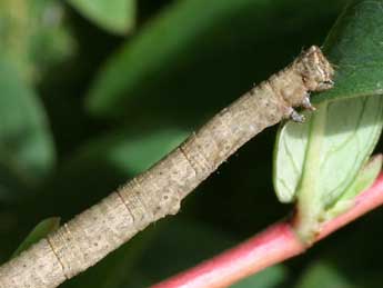  Chenille de Peribatodes rhomboidaria D. & S. - ©Serge Wambeke