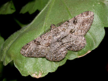 Peribatodes rhomboidaria D. & S. adulte - Philippe Mothiron