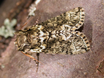 Polyploca ridens F. adulte - Philippe Mothiron