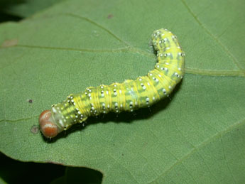  Chenille de Polyploca ridens F. - ©Philippe Mothiron