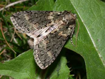 Polyploca ridens F. adulte - Philippe Mothiron