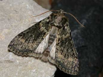 Polyploca ridens F. adulte - Philippe Mothiron