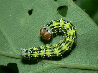  Chenille de Polyploca ridens F. - ©Philippe Mothiron