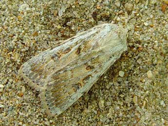 Agrotis ripae Hb. adulte - Jean-Paul Quinette