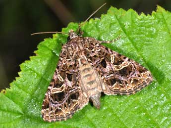 Sideridis rivularis F. adulte - ©Philippe Mothiron