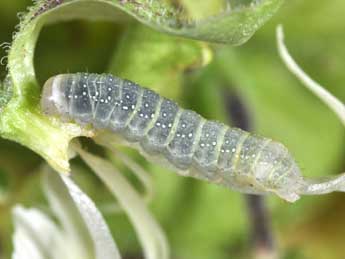  Chenille de Sideridis rivularis F. - ©Philippe Mothiron