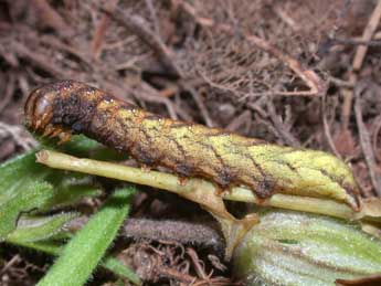  Chenille de Sideridis rivularis F. - ©Philippe Mothiron