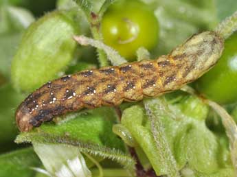  Chenille de Sideridis rivularis F. - Philippe Mothiron