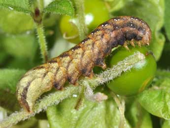  Chenille de Sideridis rivularis F. - ©Philippe Mothiron