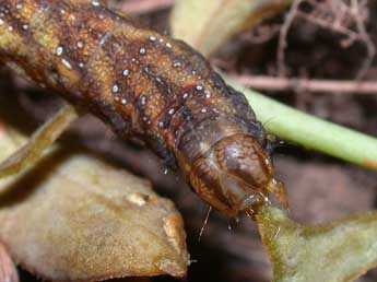  Chenille de Sideridis rivularis F. - ©Philippe Mothiron