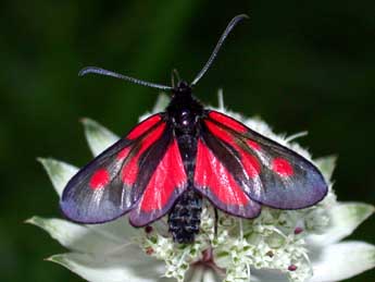 Zygaena romeo Dup. adulte - ©Christophe Franco