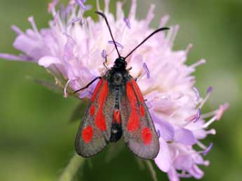 Zygaena romeo Dup. adulte - ©Franois Fournier