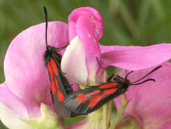 Zygaena romeo Dup. adulte - ©Daniel Morel