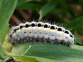  Chenille de Zygaena romeo Dup. - ©Daniel Morel