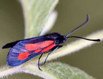 Zygaena romeo Dup. adulte - ©Daniel Morel