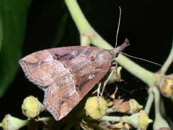 Hypena rostralis L. adulte - ©Philippe Mothiron