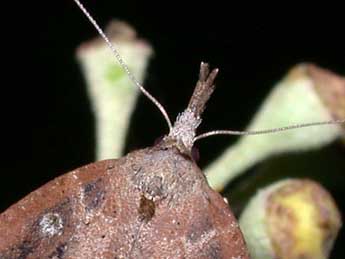 Hypena rostralis L. adulte - Philippe Mothiron