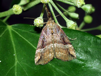 Hypena rostralis L. adulte - Philippe Mothiron