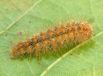  Chenille de Ocneria rubea D. & S. - ©Daniel Morel