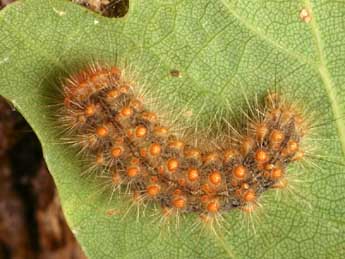  Chenille de Ocneria rubea D. & S. - ©Daniel Morel