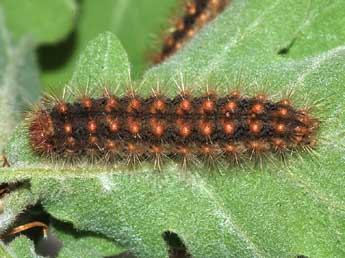  Chenille de Ocneria rubea D. & S. - ©Stphane Grenier