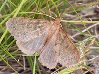 Ocneria rubea D. & S. adulte - Daniel Morel