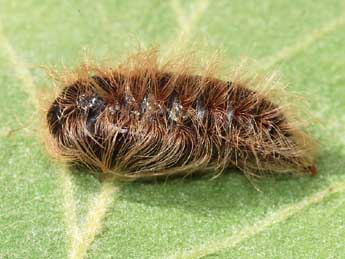  Chrysalide de Ocneria rubea D. & S. - ©Stphane Grenier