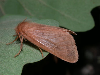 Ocneria rubea D. & S. adulte - ©Philippe Mothiron